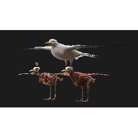 Seagull Fur Anatomy 3D model